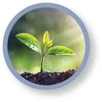 Young Sprout Grow In Dirt With Sun