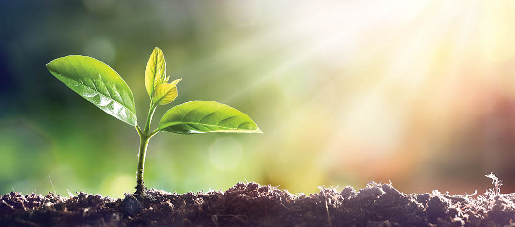 Young Sprout Grow In Dirt With Sun