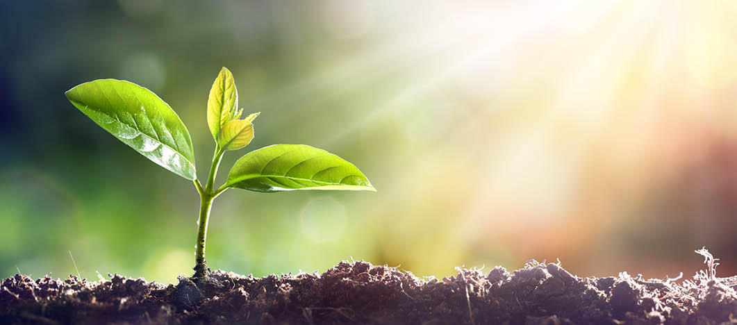 Young Sprout Grow In Dirt With Sun