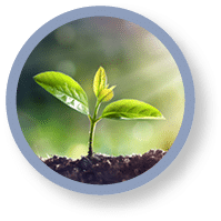 Young Sprout Grow In Dirt With Sun