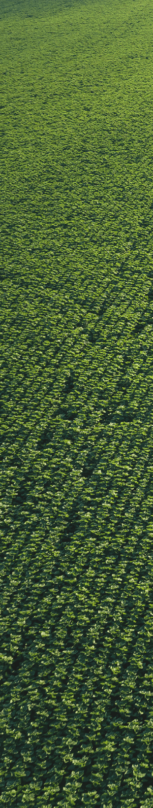 Tracking shot. Drone point of view of a Tractor spraying on a cultivated field. Small Business.