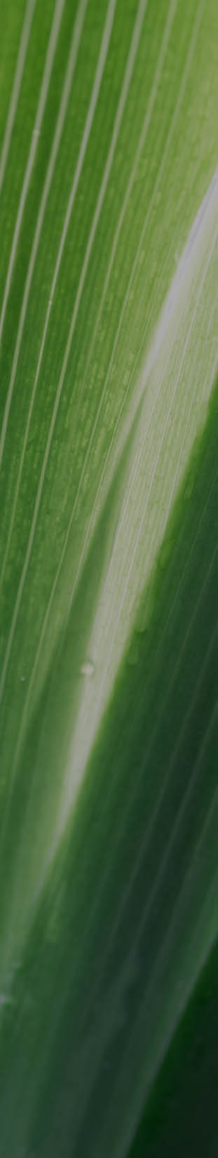 Close-up green leaves, natural background.