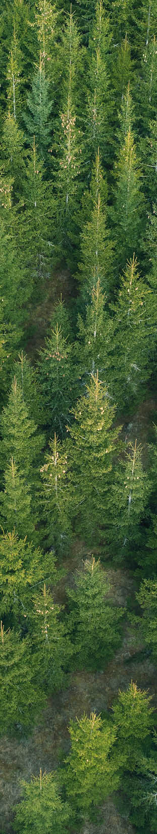 A field with a spruce tree plantation viewed from above.