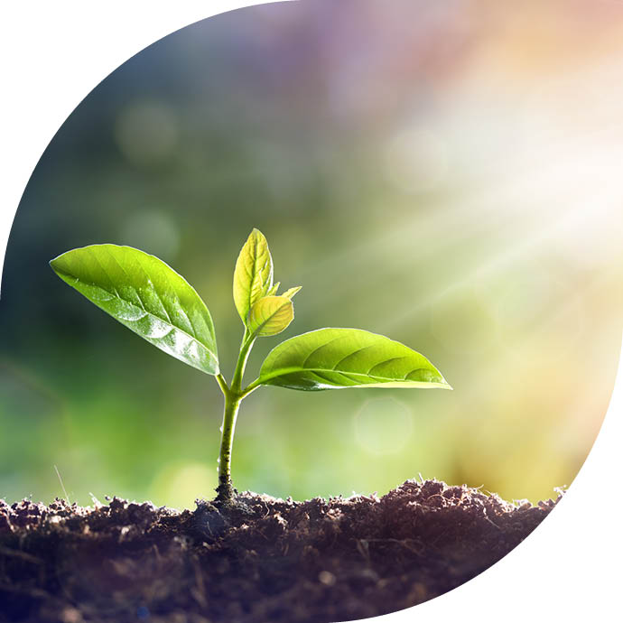 Young Sprout Grow In Dirt With Sun