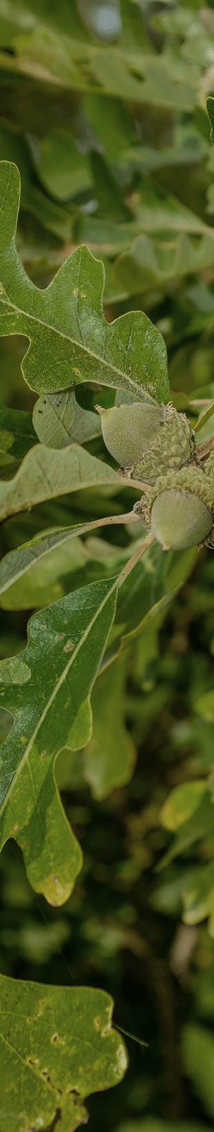Acorns on an Oak Tree