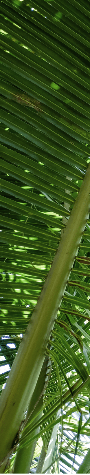 Coconut palm trees leaf perspective lower view